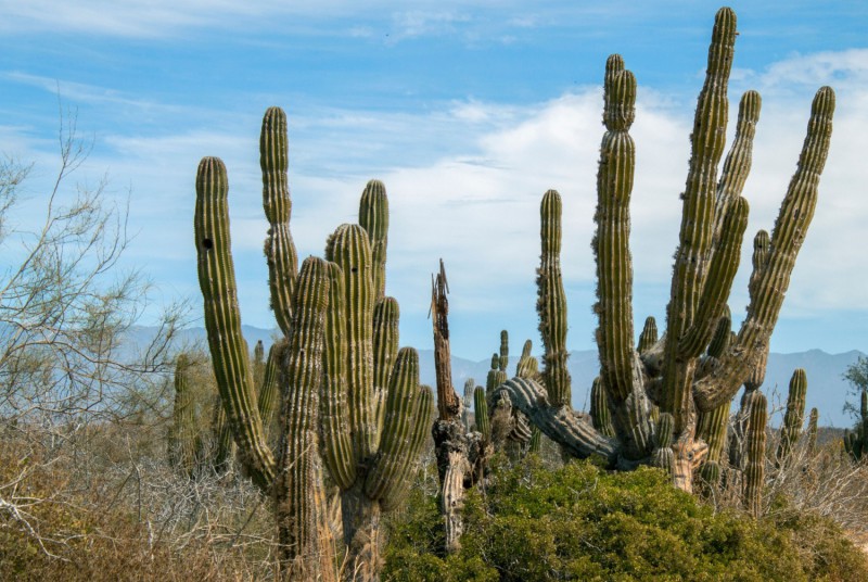 Park kaktusů.