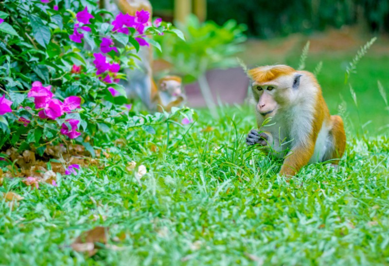 Královský palácový park.