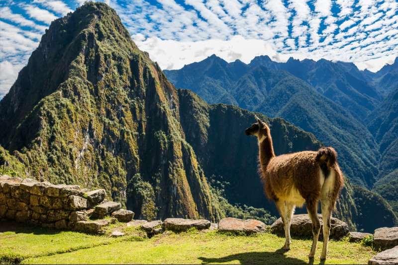 Ikonické Machu Picchu, jehož krásu obdivuje i přihlížející lama.