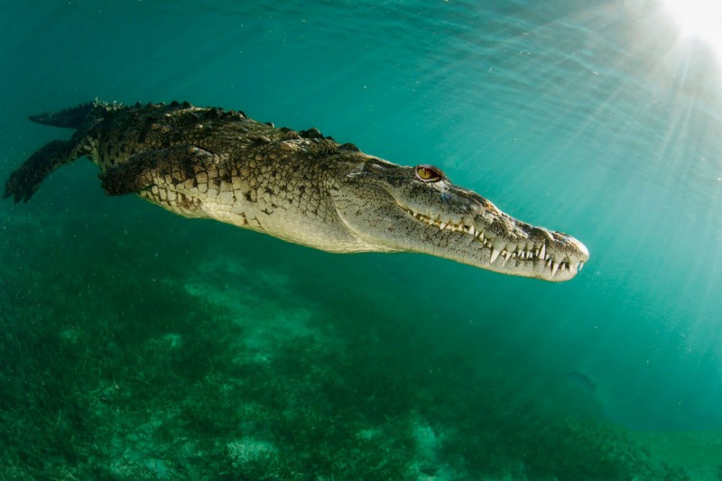 Plavání s krokodýly.