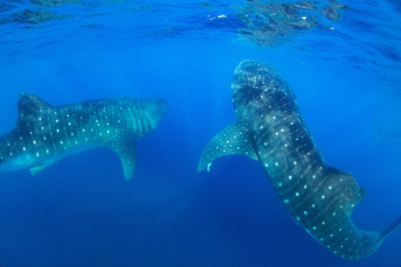 Plavání se žraloky velrybími.