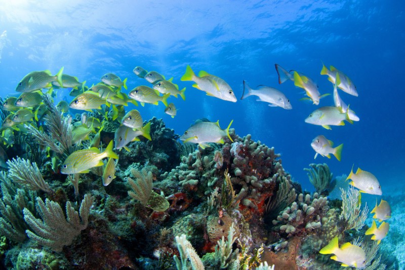 Podmořský svět v Cancúnu.