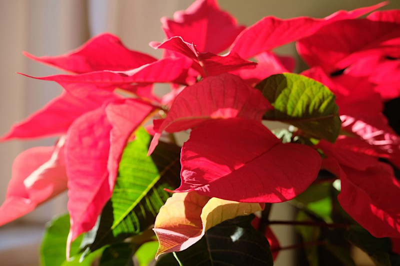 Červená Poinsettia.