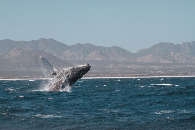 Pozorování velryb.