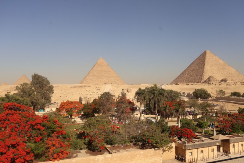 Rozkvetlé stromy v okolí pyramid v Gíze.