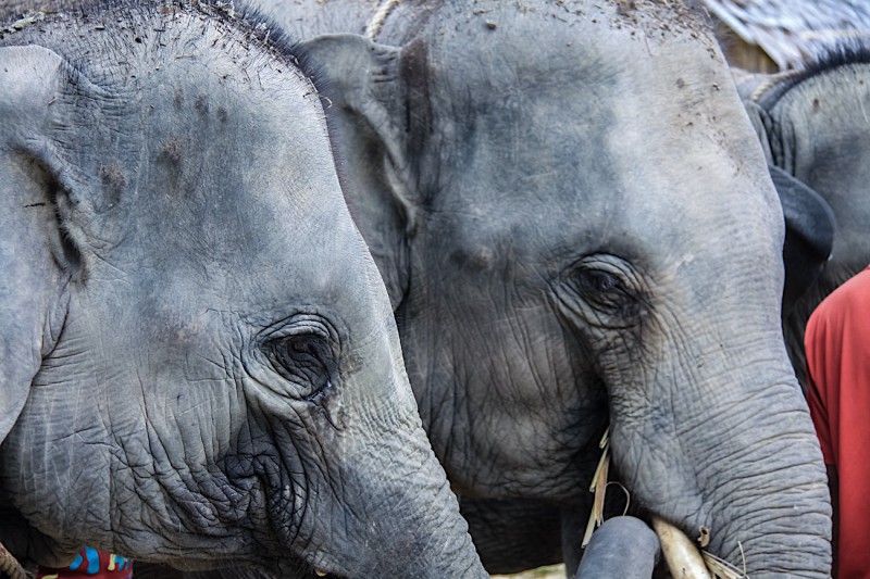 Samui Elephant Sanctuary.