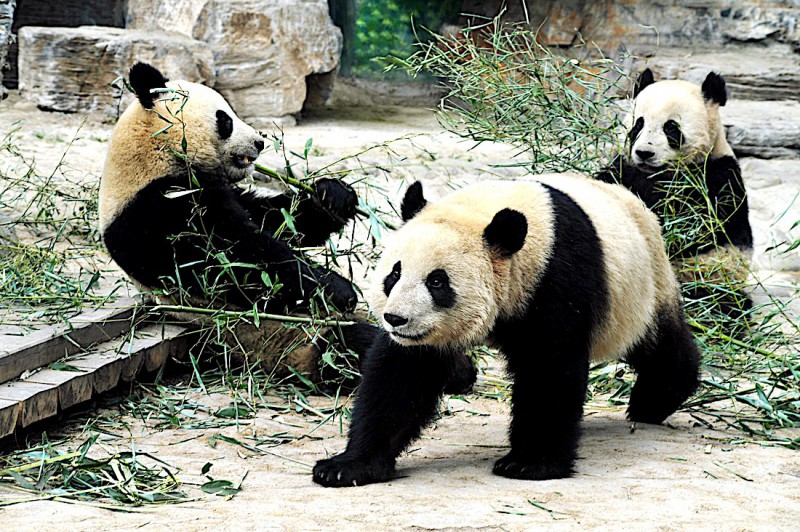 Šanghajská zoo.