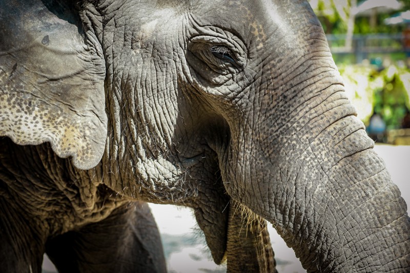Slon v Elephant Sanctuary, Pattaya.