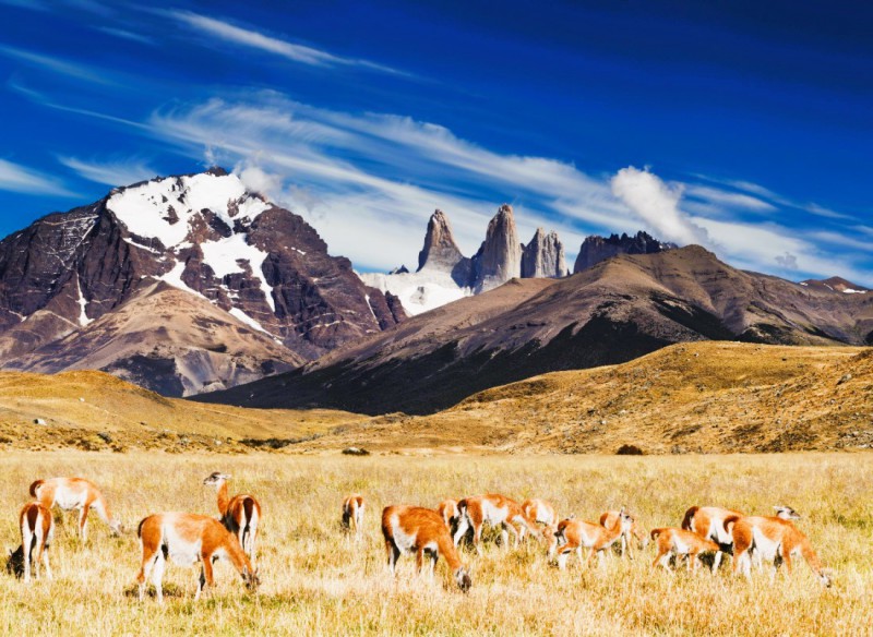 Smečka lam v Národním parku Torres del Paine.