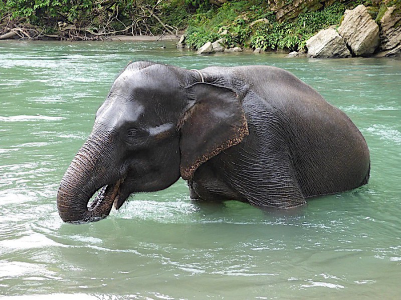 Slon na Sumatře.