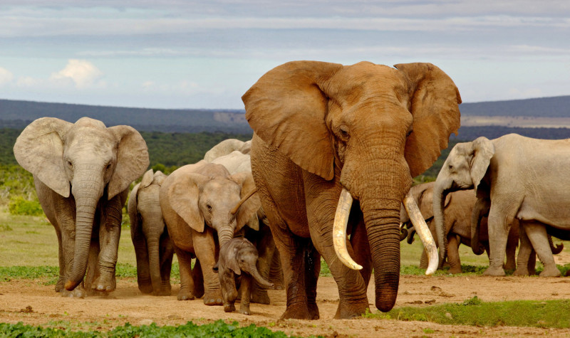 Stádo slonů na safari v národním parku Serengeti v Tanzánii. 