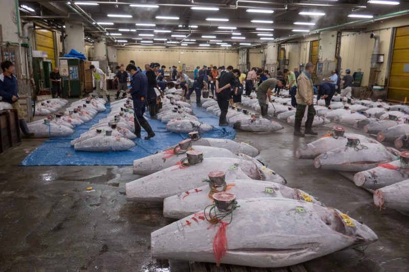 Tokijská burza tuňáků, Tsukiji.