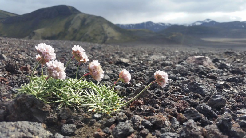 Armeria alpina.