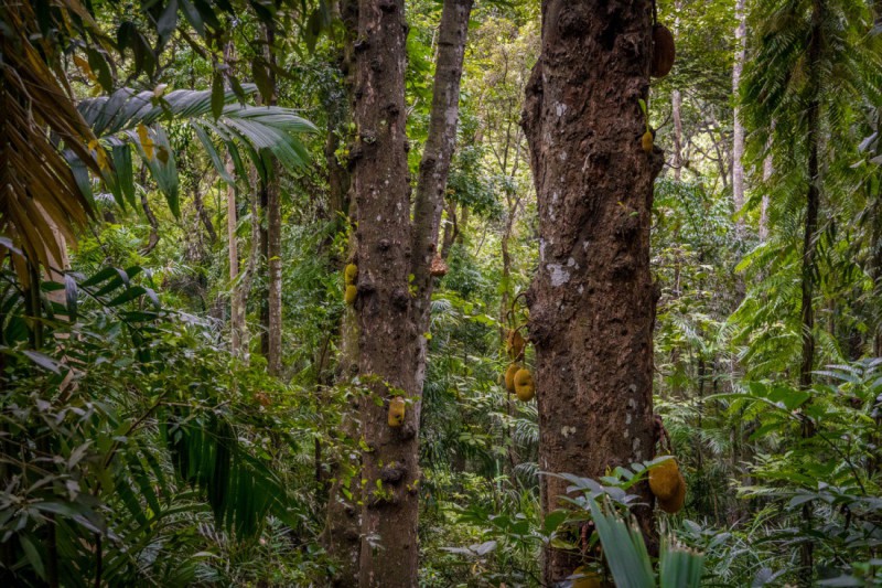 Lesní rezervace Udawatta Kele.