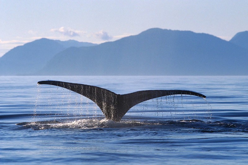 Pozorování velryb na Islandu.