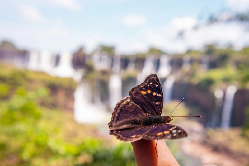 Motýl a v pozadí vodopády Iguazu.