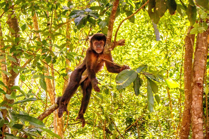 Opice v NP Iguazu.