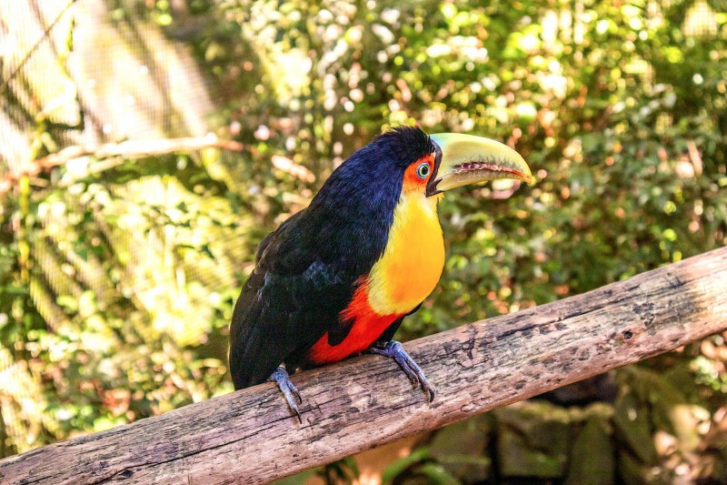 Barevný pták tukan v NP Iguazu.