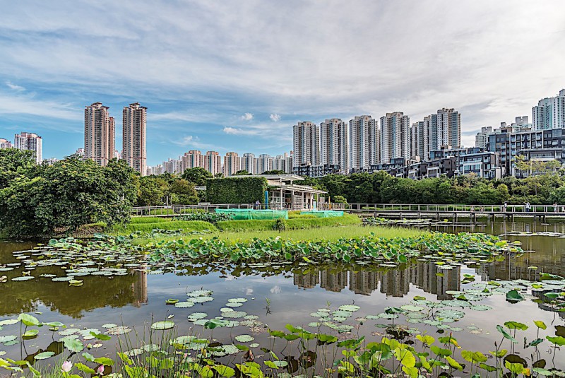 Wetland Hongkong.