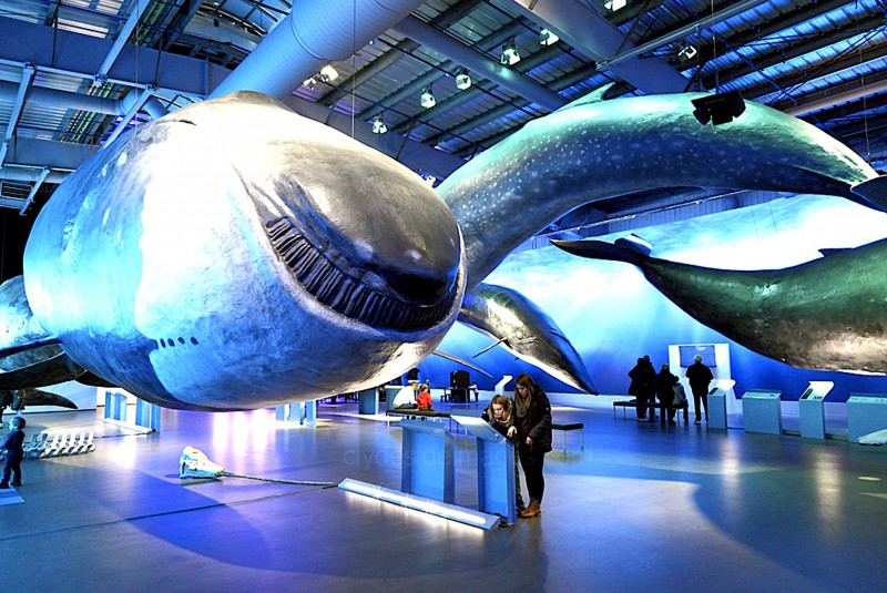 Muzeum Whales of Iceland.