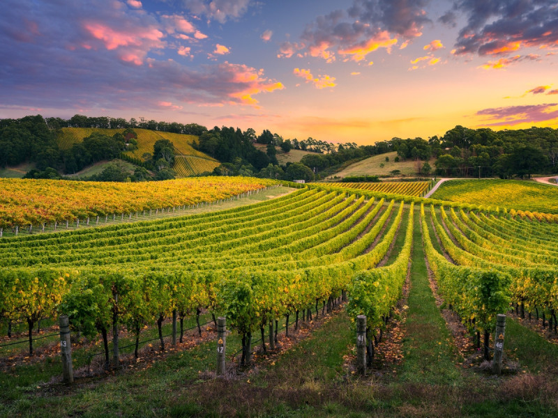 Vinice při západu slunce v oblasti Adelaide Hills v Austrálii.