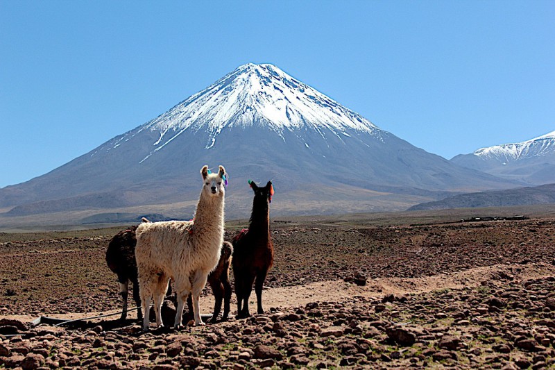 Alpaky v poušti Atacama.