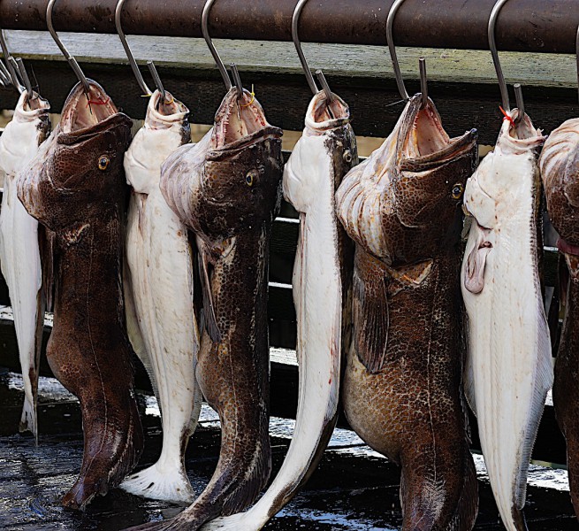 Ryby na tržnici v Anchorage.