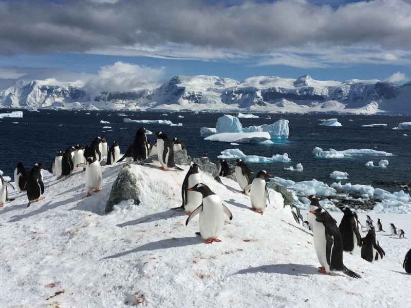 Tučňáci na Antarktidě.