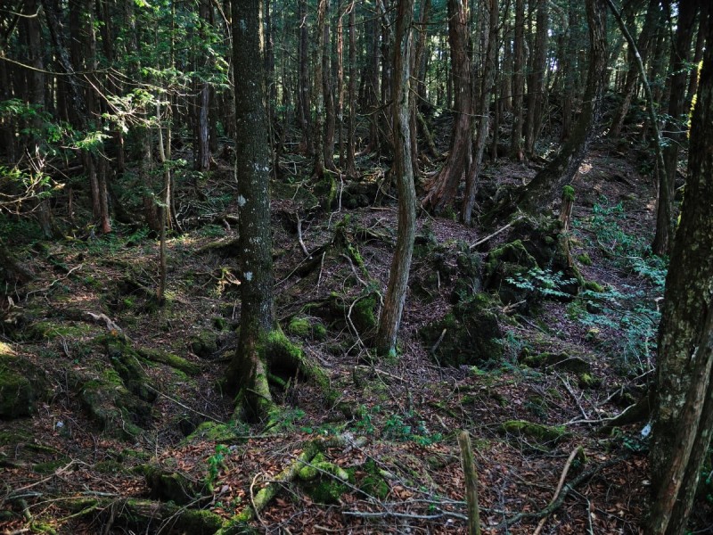 Les Aokigahara v Japonsku.