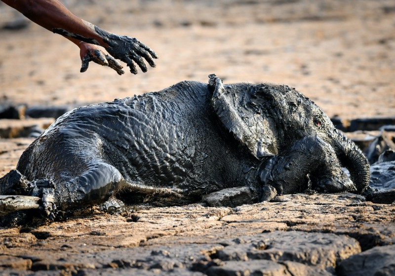 Baby elephant is completely covered in mud