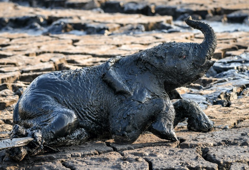 Baby elephant is trying to escape from mud