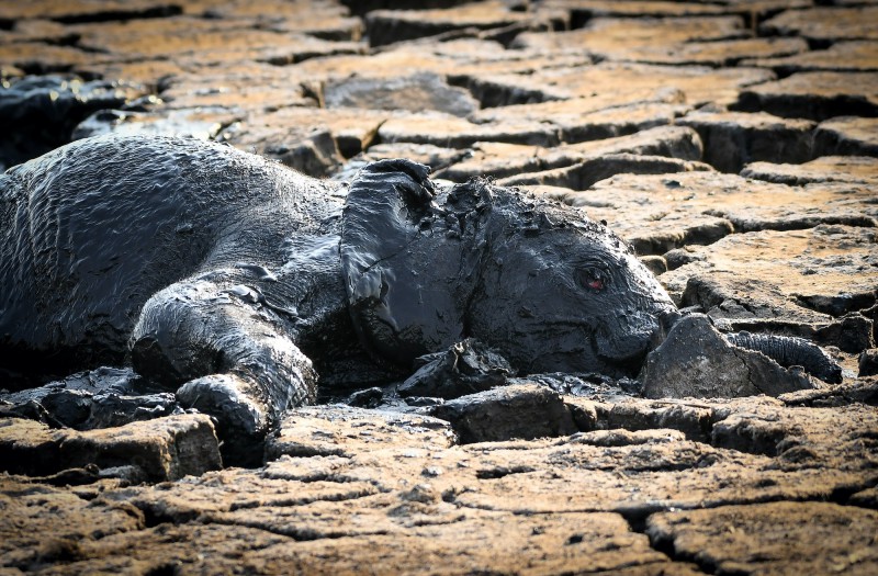 Baby elephant stuck in mud