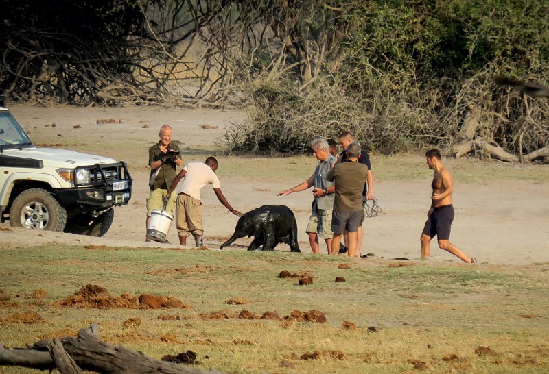 Baby elephant with its rescuers