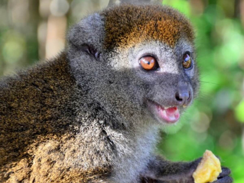 Lemur s kouskem potravy.