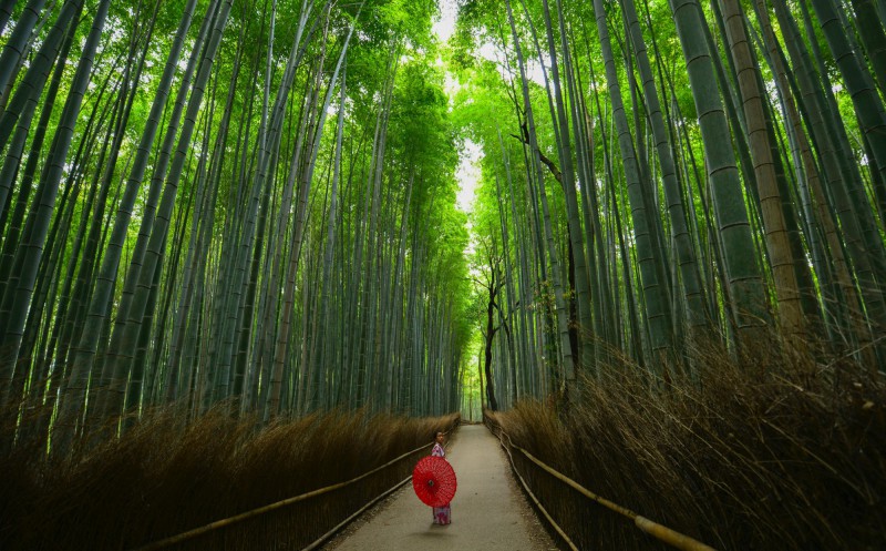 Bambusový les Sagano