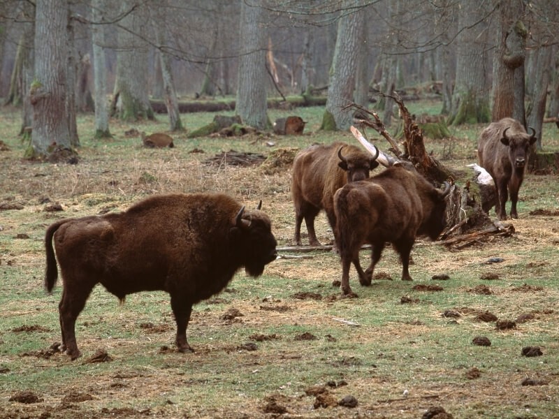 Bizoni v Bělověžském národním parku.