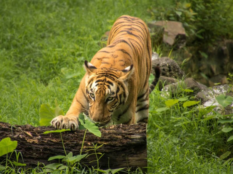 Bengálský tygr v mangrovovém lese Sundarbans.