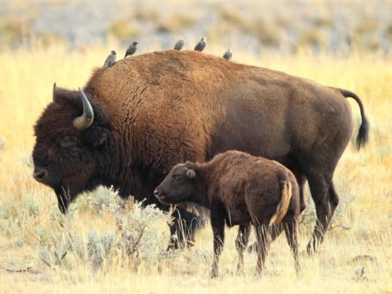 Bizoni v Lamar Valley v národním parku Yellowstone.
