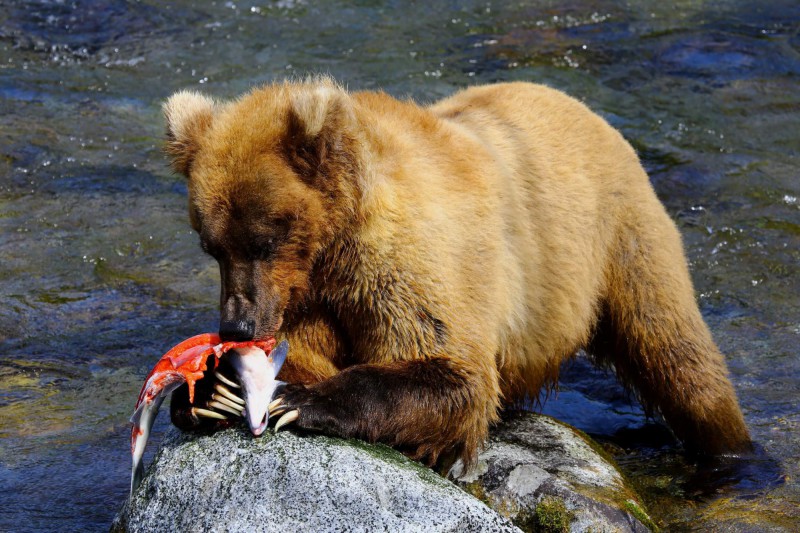 Medvěd si pochutnává na lososu v řece Brooks