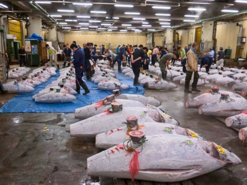 Tokijská burza tuňáků na trhu v Tsukiji.