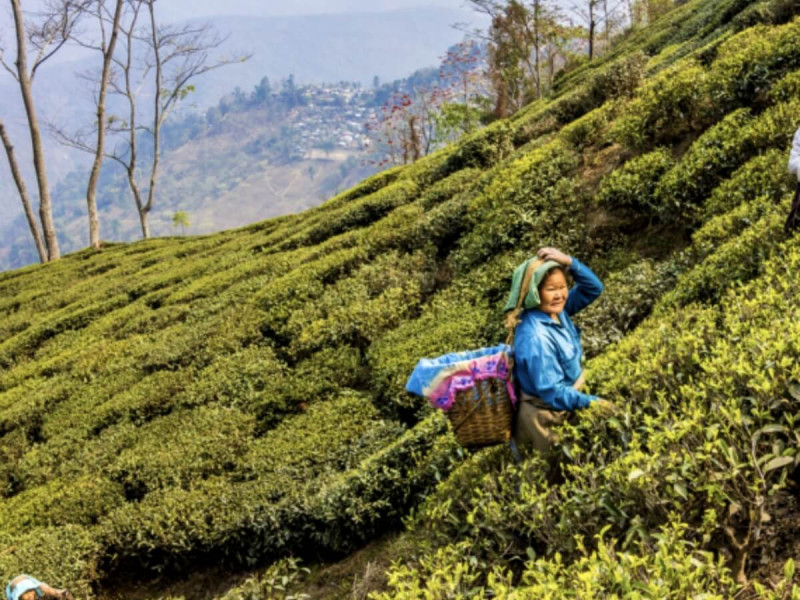 Čajové plantáže v Dardželingu.