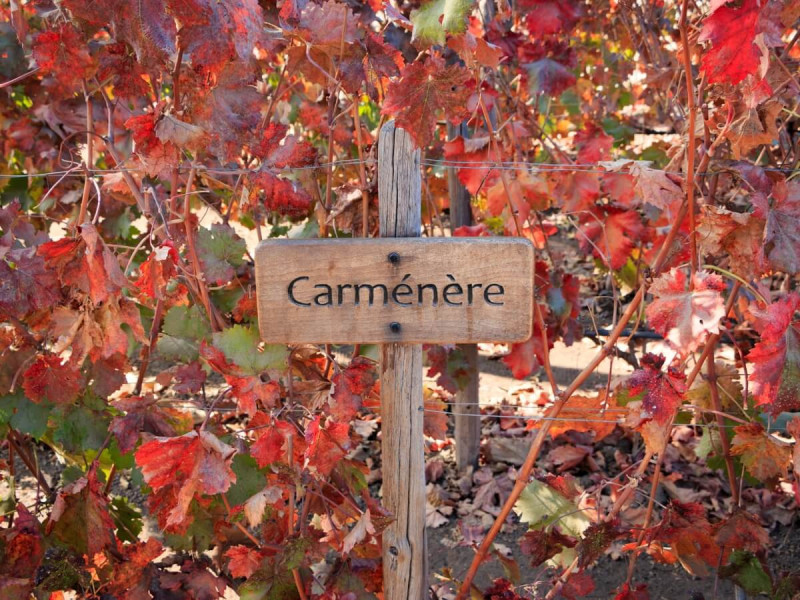 Nápis Carmenère na dřevěné ceduli před vinicemi.