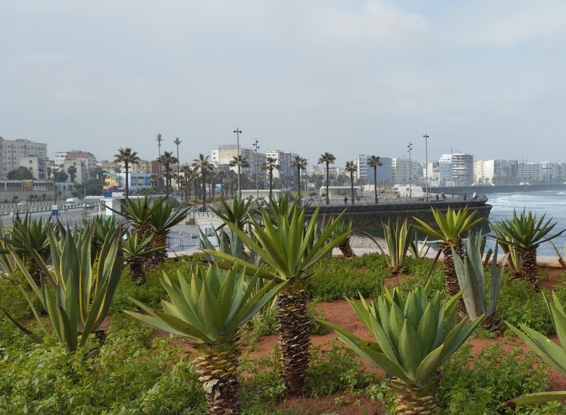 Rozkvetlé malé palmy na pobřeží.