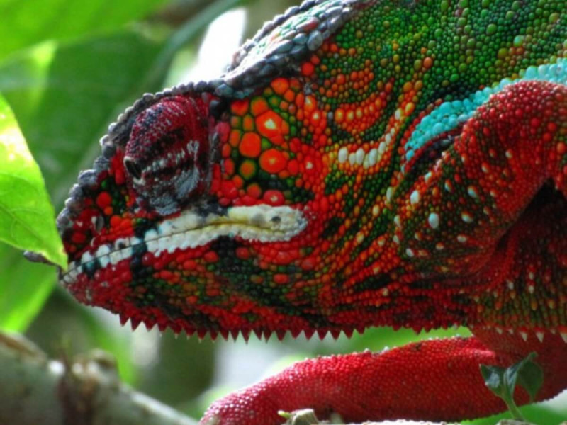 Červený chameleon na Madagaskaru.