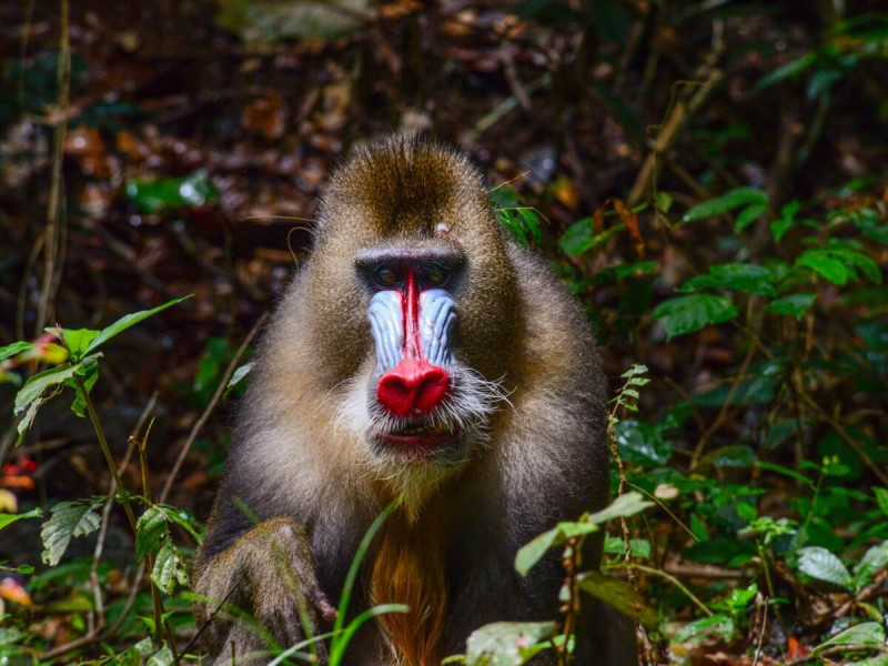 Mandril v oblasti Bakoumba v africkém Gabonu.