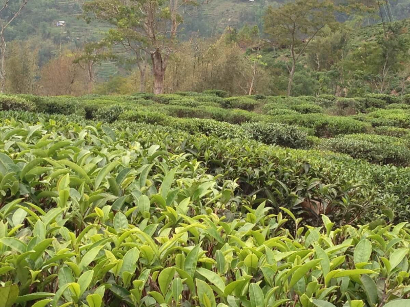 Čajové keře na plantáži v Dardžilingu v Indii.