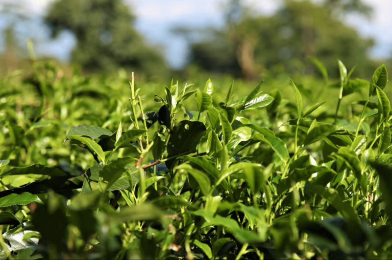 Čajovníková plantáž v Darjeelingu