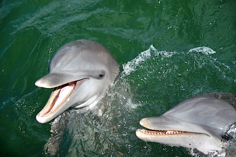Delfíni na Varaderu.