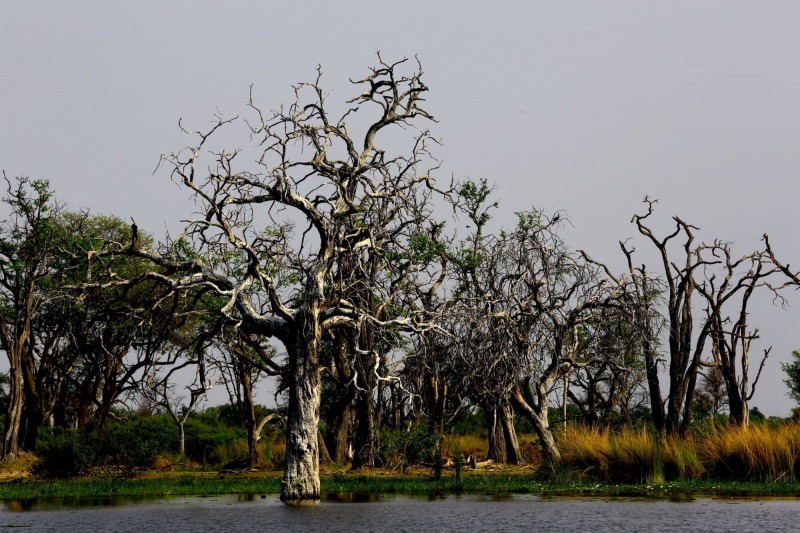 Delta řeky Okawango