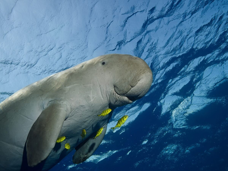 Dugong se žlutými rybičkami ve vodě.
